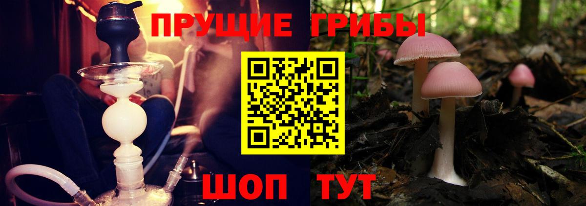 Галлюциногенные грибы Magic Shrooms  Вход с VPN  Алейск  Галлюциногенные грибы Cubensis 